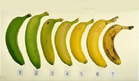 Кой банан ви се струва най-добър за ядене: Как да изберем най-качествените банани в магазина