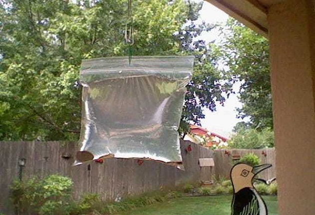 Гениален трик: Всяко лято слагам плика и цяло лято в дома си не виждам муха